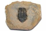Detailed Metacanthina Trilobite - Lghaft, Morocco #381459-2